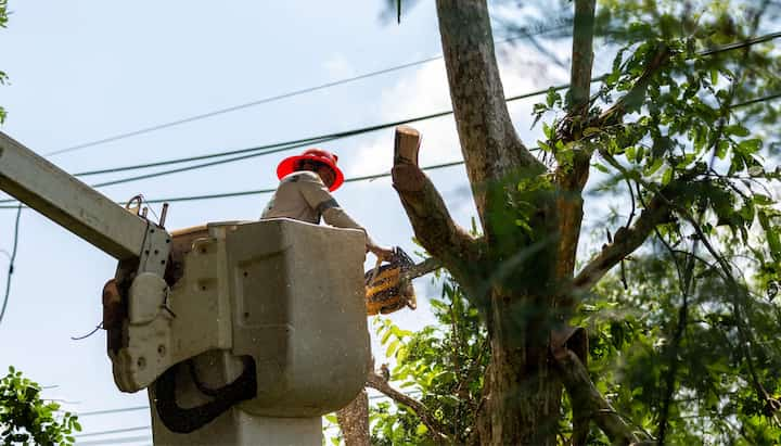 Tree care and maintenance services in Goldsboro