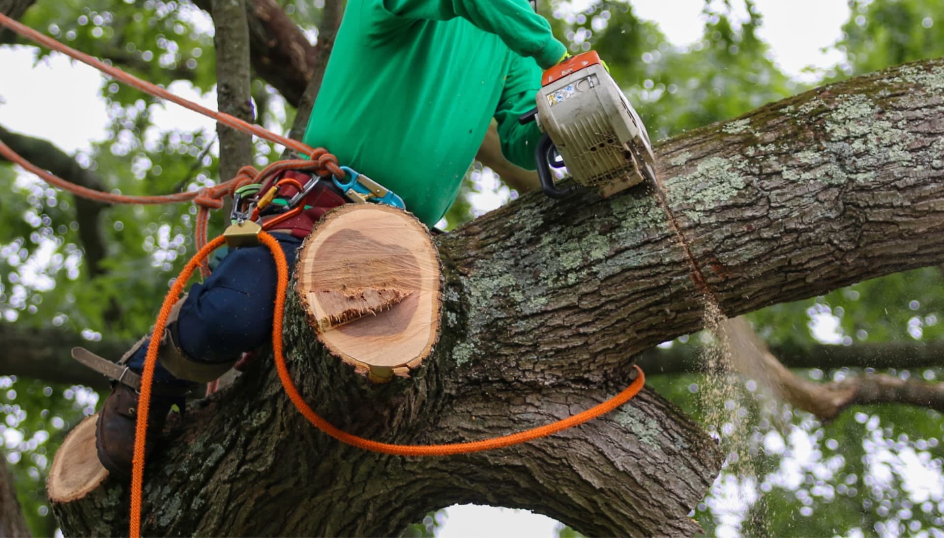 Shed your worries away with best tree removal in Goldsboro