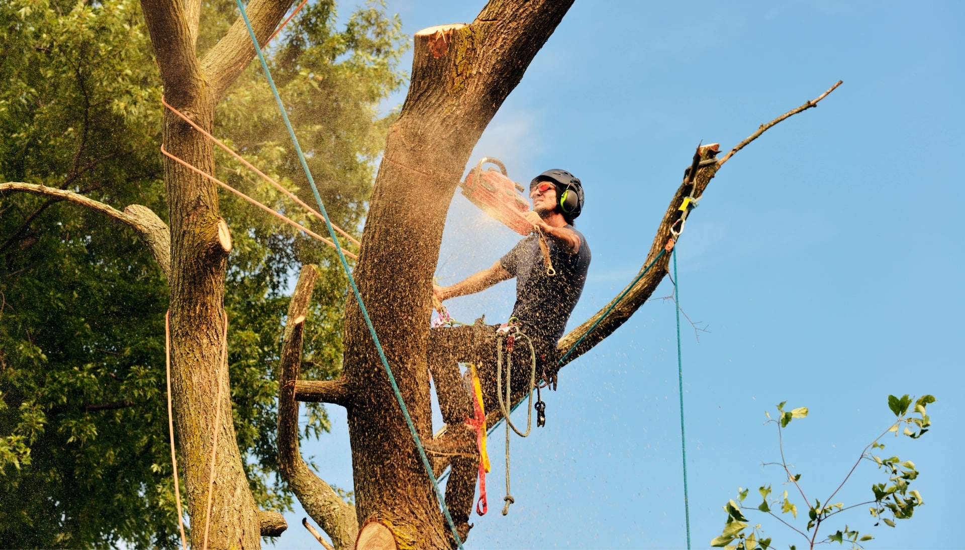 Get rid of tree problems with the expert tree removal contractors in Goldsboro