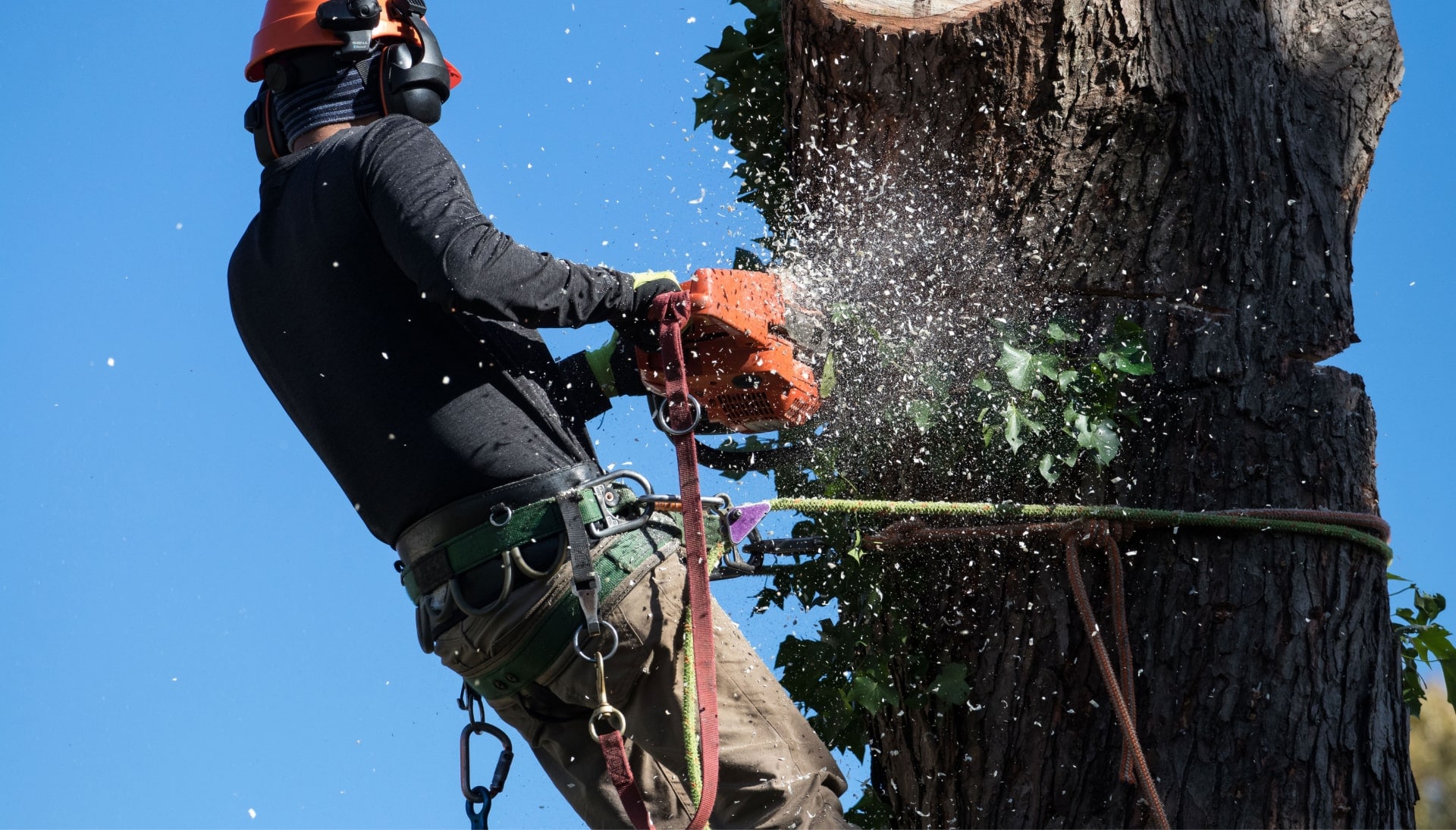 Professional Tree removal solutions in Goldsboro