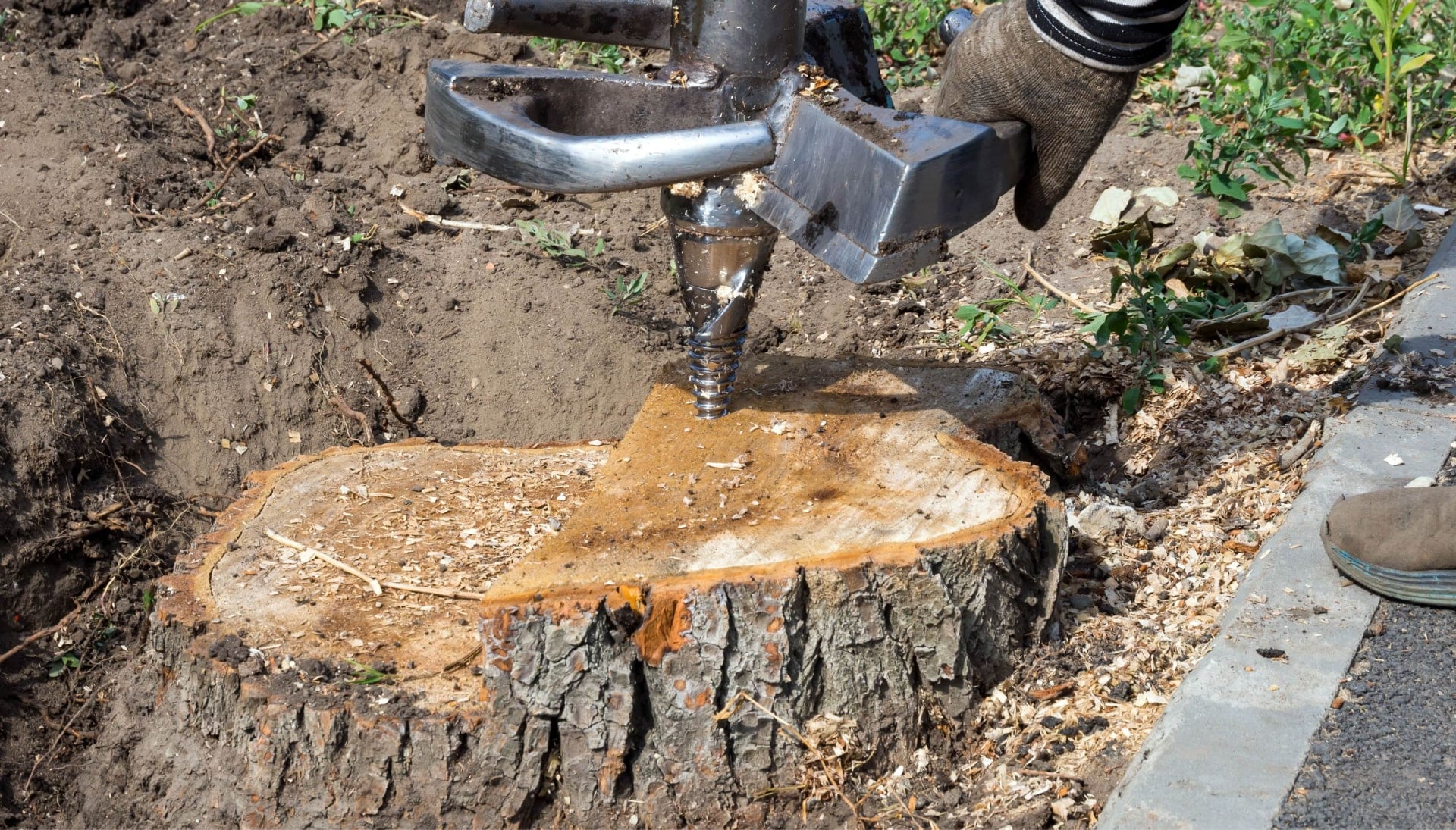 Goldsboro Tree stump removal